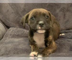 Medium Photo #1 Bullboxer Pit Puppy For Sale in Derwood, MD, USA