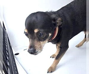 Chihuahua-Unknown Mix Dogs for adoption in Houston, TX, USA