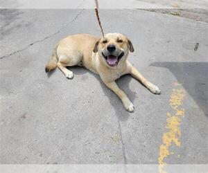Labrador Retriever Dogs for adoption in Houston, TX, USA