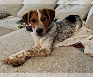 Beagle Dogs for adoption in Omaha, NE, USA