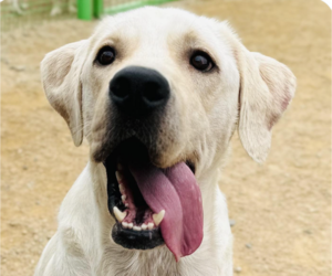 Labrador Retriever Dogs for adoption in San Ramon, CA, USA