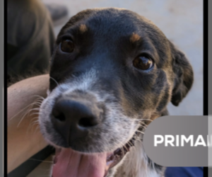 Australian Shepherd-Beagle Mix Dogs for adoption in Pena Blanca, NM, USA