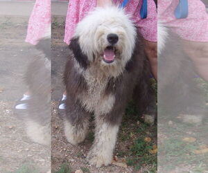 Old English Sheepdog Dogs for adoption in Birch Tree, MO, USA