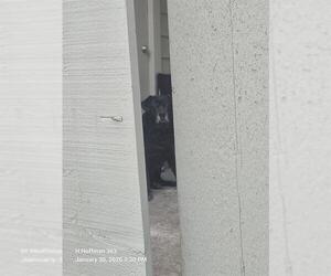 Labrador Retriever-Unknown Mix Dogs for adoption in San Antonio, TX, USA