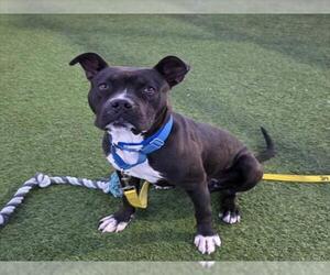 Mutt Dogs for adoption in Las Vegas, NV, USA