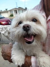 Maltese Dogs for adoption in San Diego, CA, USA