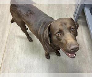 Labrador Retriever Dogs for adoption in Pasadena, CA, USA