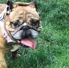 Bulldog Dogs for adoption in Kent, OH, USA