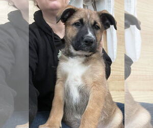 German Shepherd Dog Dogs for adoption in Seattle, WA, USA