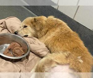 Golden Retriever Dogs for adoption in San Antonio, TX, USA