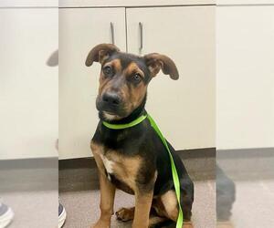 Black Mouth Cur Dogs for adoption in HESPERIA, CA, USA