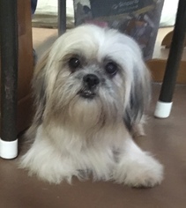 Shih Tzu Dogs for adoption in Candler, NC, USA