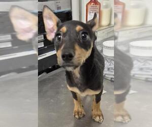 Chihuahua Dogs for adoption in Bakersfield, CA, USA