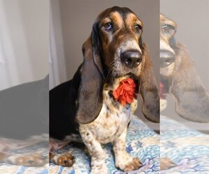 Basset Hound Dogs for adoption in Gulfport, MI, USA