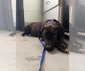 Labrador Retriever-Unknown Mix Dogs for adoption in Corpus Christi, TX, USA