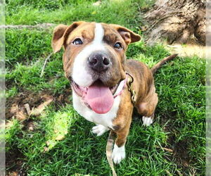 Chinese Shar-Pei-Staffordshire Bull Terrier Mix Dogs for adoption in Duluth, MN, USA