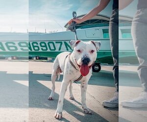 Medium Photo #4 American Pit Bull Terrier-Dalmatian Mix Puppy For Sale in Inglewood, CA, USA