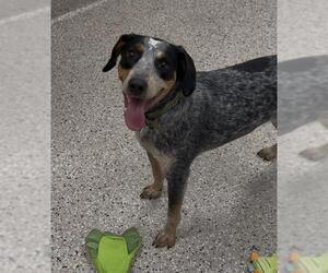 Mutt Dogs for adoption in Brighton, CO, USA