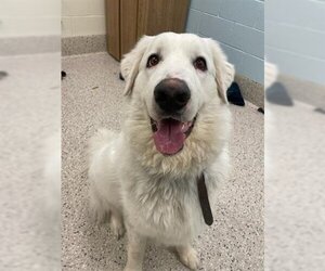 Great Pyrenees Dogs for adoption in Brighton, CO, USA