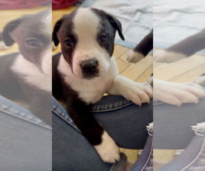 Shepradors Dogs for adoption in Princeton, MN, USA