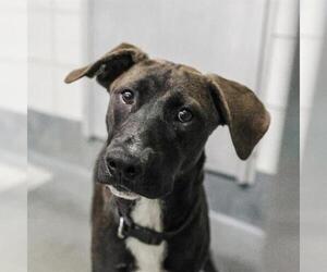 American Staffordshire Terrier-Unknown Mix Dogs for adoption in San Antonio, TX, USA