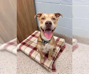 American Pit Bull Terrier Dogs for adoption in Brighton, CO, USA