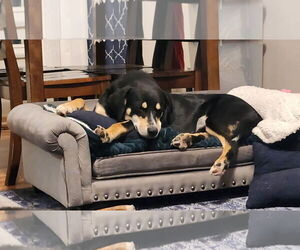 Labrador Retriever-Unknown Mix Dogs for adoption in Dublin, OH, USA