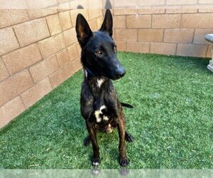 Dutch Shepherd -Unknown Mix Dogs for adoption in Moreno Valley, CA, USA