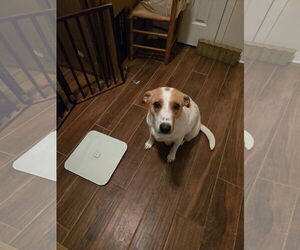 Jack-A-Bee Dogs for adoption in New Orleans, LA, USA