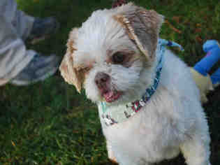 Medium Photo #1 Shih Tzu Puppy For Sale in Brewster, MA, USA