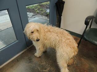 Goldendoodle Dogs for adoption in Lacombe, LA, USA