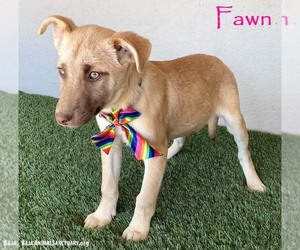 Labrador Retriever-Unknown Mix Dogs for adoption in San Diego, CA, USA