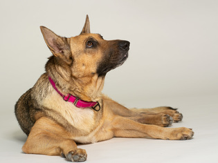 German Shepherd Dog Dogs for adoption in League City, TX, USA