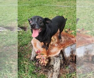 Chiweenie Dogs for adoption in Plantation, FL, USA