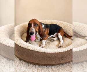 Basset Hound Dogs for adoption in Ball Ground, GA, USA