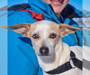 Dachshund-Italian Greyhound Mix Dogs for adoption in Huntley, IL, USA