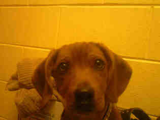 Medium Photo #1 Beagle-Unknown Mix Puppy For Sale in Forestville, MD, USA