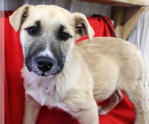 Mutt Dogs for adoption in Thief River Falls, MN, USA