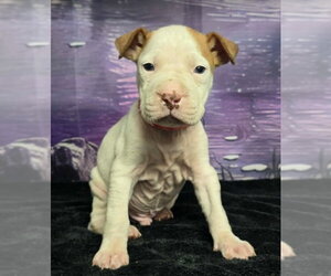 Mutt Dogs for adoption in Lakewood, CO, USA