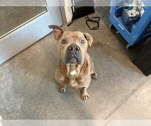 Boxer-Unknown Mix Dogs for adoption in Tavares, FL, USA