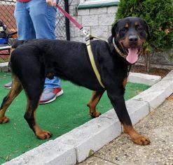 Rottweiler Dogs for adoption in Perth Amboy, NJ, USA