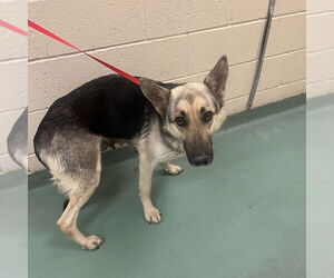 German Shepherd Dog Dogs for adoption in Mt. Airy, MD, USA