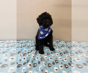 Golden Retriever Dogs for adoption in Osgood, IN, USA