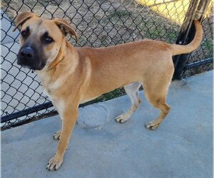 Black Mouth Cur-Unknown Mix Dogs for adoption in Knoxville, IA, USA