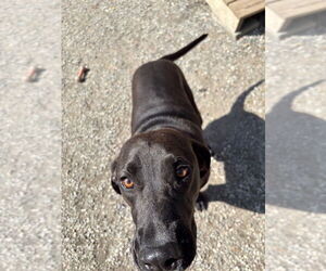 Mutt Dogs for adoption in Elmsford, NY, USA