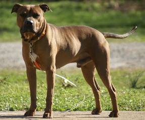American Pit Bull Terrier-Unknown Mix Dogs for adoption in Lake Lure, NC, USA