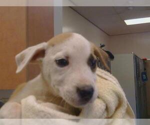 Mutt Dogs for adoption in Sacramento, CA, USA