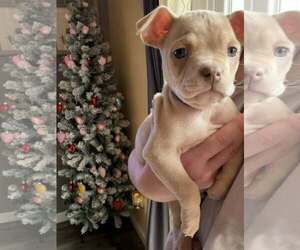 French Bullhuahua Dogs for adoption in Belleville, MI, USA