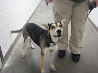 Alaskan Husky-Unknown Mix Dogs for adoption in McPherson, KS, USA