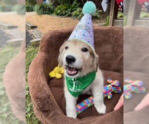 Great Pyrenees-Unknown Mix Dogs for adoption in Warrenton, VA, USA